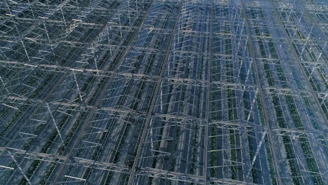 Industrial Greenhouses: Stock Video