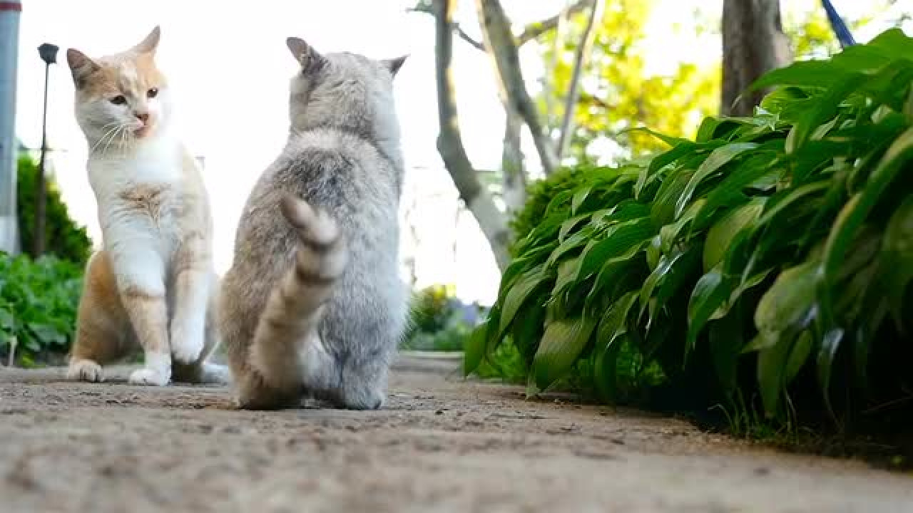 Two Cats Meeting Stock Video Motion Array