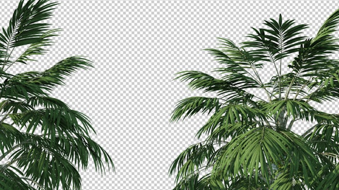 palm tree plan png